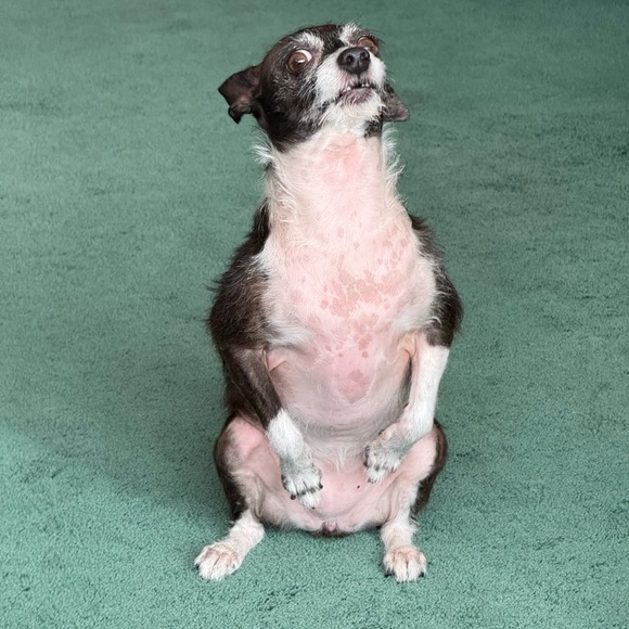 Meet your Posher, Liza - Picture 8 of 16